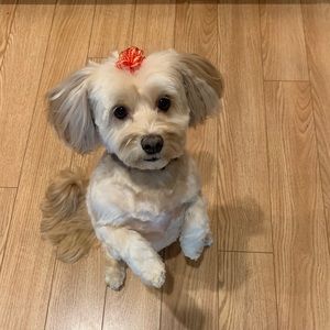 Meet your Posher, Sonya